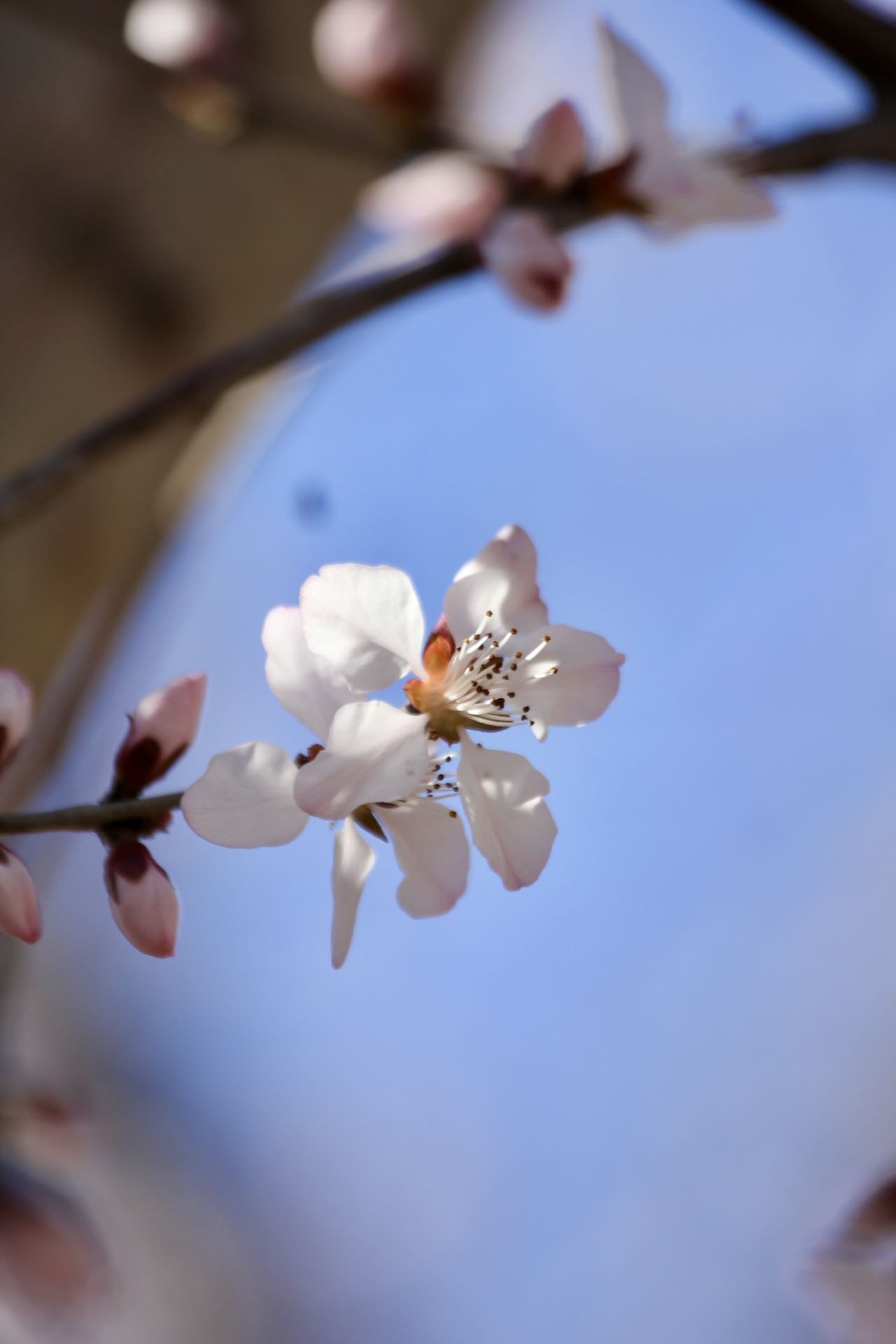 粉樱初绽，蓝天为幕