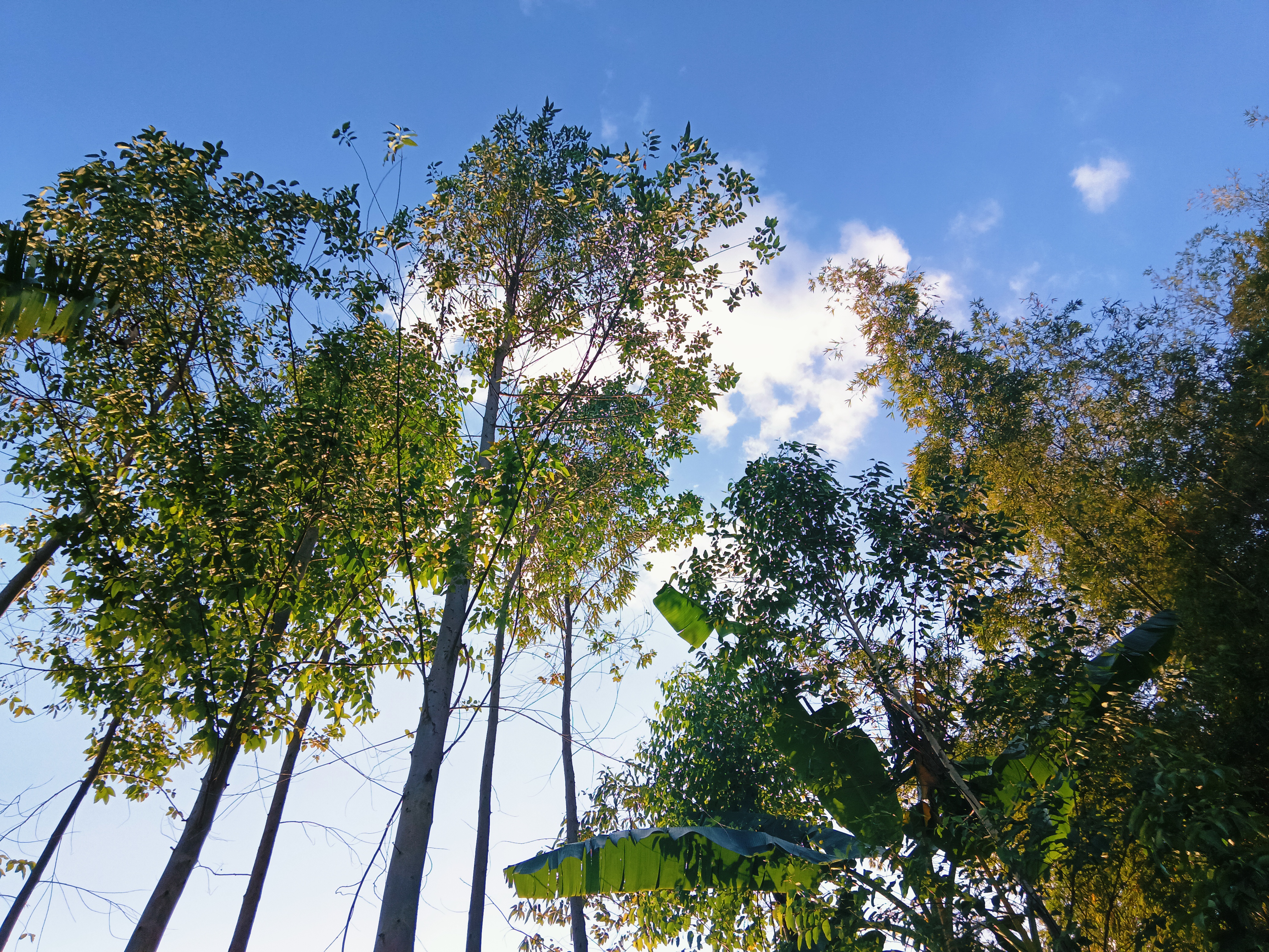 《林间序曲：光与叶的对话》